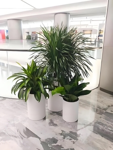 前湾植物租赁价格全解析，别错过！